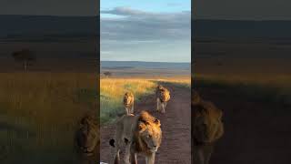 maasai mara morning game drive