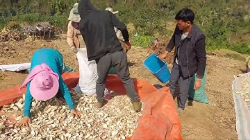 hnub no mus saib hmoob khawb qos ntoo nawb