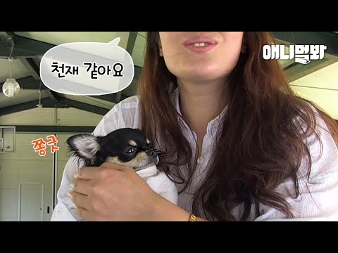 전설의 ㅍㅍㅅ 영혼이 몸에 들어있는 치와와🙊ㅣChihuahua Was Michael Phelps in <strong>Previous</strong> <strong>Life</strong> LOL