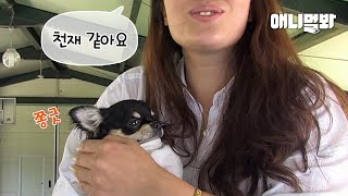 전설의 ㅍㅍㅅ 영혼이 몸에 들어있는 치와와🙊ㅣChihuahua Was Michael Phelps in Previous Life LOL screenshot 5