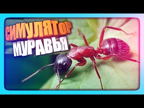 Video: Vývojár Programu Ant Simulator Obviňuje Partnerov Z Kradnutia Peňazí Za Chlast, Odstraňovače Striptérov