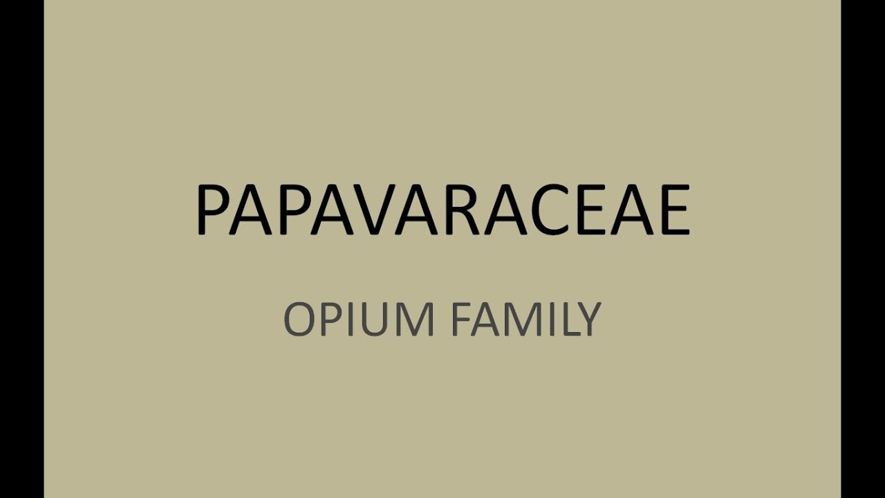 papaveraceae (opium)  family in homoeopathy.
