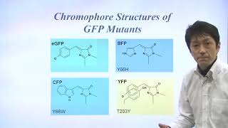 Unit 9 Part 3   GFP Color Variants