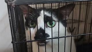 warusja,waodi mereka Duta hitut paling  virall!kentut tapi boong