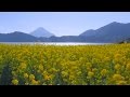Spring Colors in Kagoshima, Japan 4K (Ultra HD) - 指宿／鹿児島