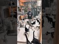 【一瞬で猫を集める女性】猫が増えたのでネコを呼びます　#shorts