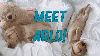 MEET ARLO! | PICKING UP OUR CREAM LONG HAIRED MINIATURE DACHSHUND