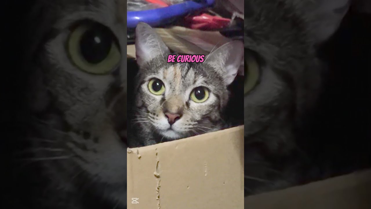 Surprisingly motivational cat in a box. 