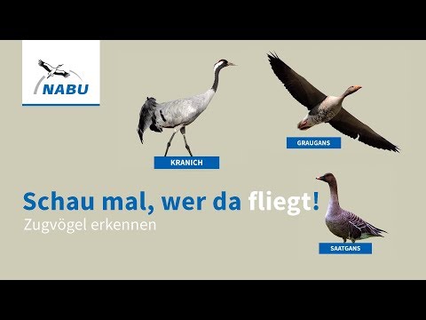 Cranes and Geese: How to Identify Migratory Birds in the Sky