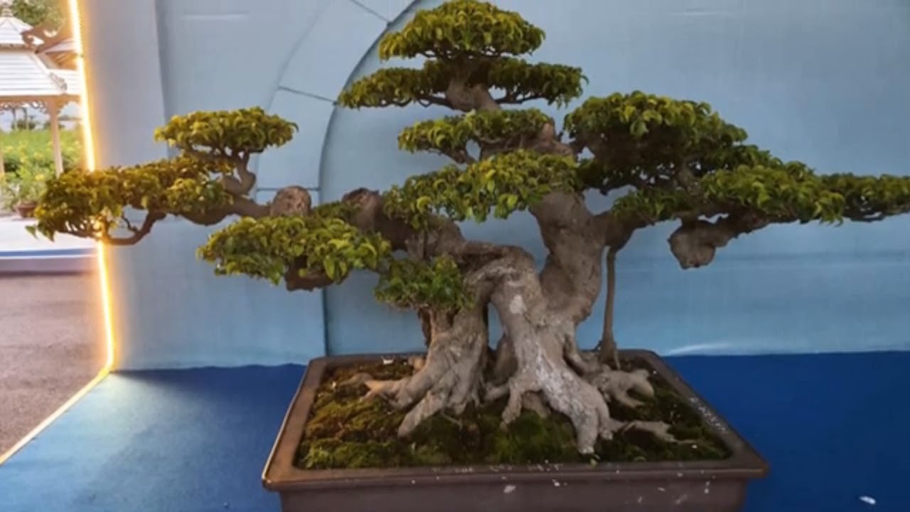 Bonsai Vietnam works beautifully at the 15th Asia pacific bonsai and