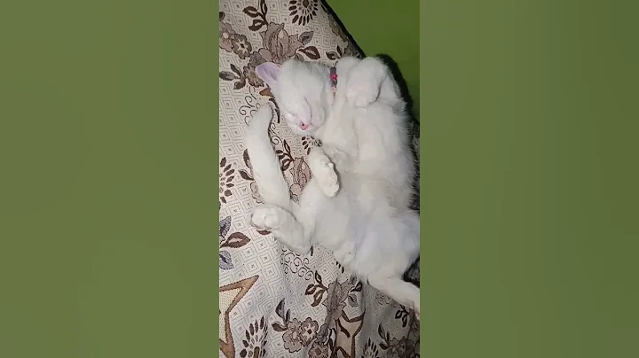 Let me take a nap| my funny cat| #ytshorts #viral #trending #fyp#funny #cats