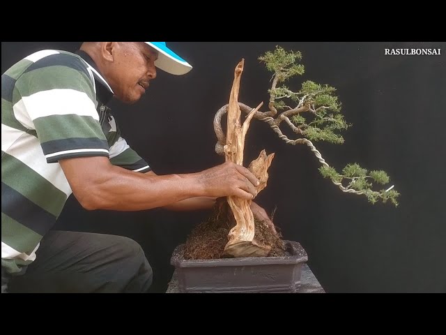 Tukar Pasu Bonsai Cucur Atap Siap Repot class=