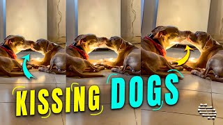 Two Dogs Kissing Each Other