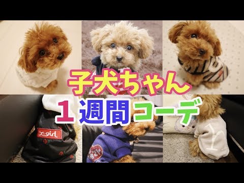 初めてのお留守番に涙 トイプードルの子犬ちゃん 一部閲覧注意 Youtube