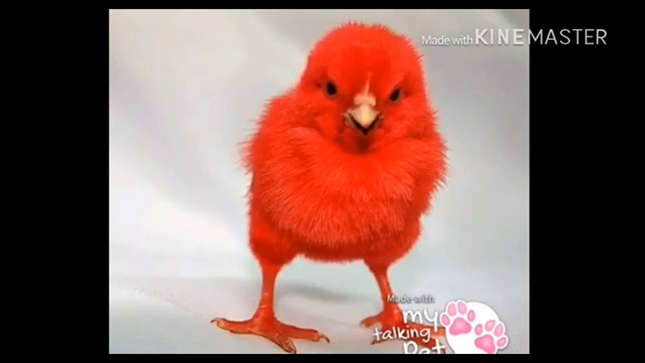 Красные птенцы. Красный цыпленок. Розовый цыпленок. Цыпленок красного цвета. Синий цыпленок.