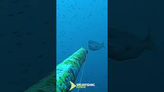 Zıpkın Ile Balık Avı