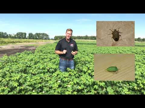 Mid-Season Cotton Insect Scouting