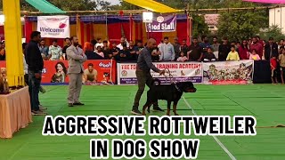 Bilaspur Dog Show 2023 Me BOLT Ne Apna Jalwa Dikhaya || Aggressive Rottweiler