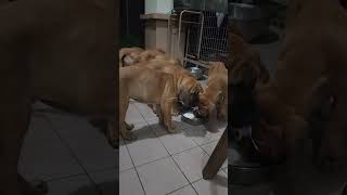 puppies  2 months  they are cuties 😍 by yumi ocho vlog 17 views 1 month ago 1 minute, 25 seconds