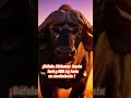 ¡El búfalo en acción salvaje! ¿Carga y la tierra tiembla? 🐃🔥