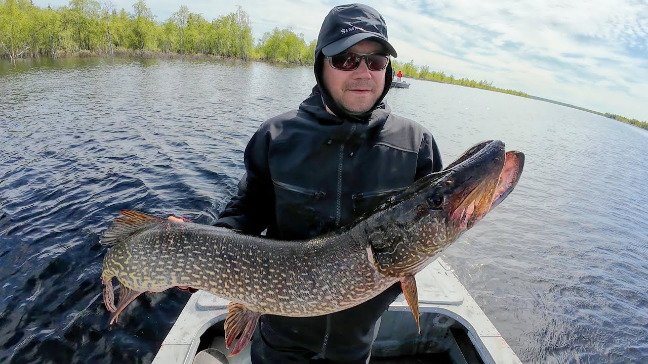 Hooligan Roach и Guppie лакомые приманки для вялой щуки. Открытие сезона по щуки 2025