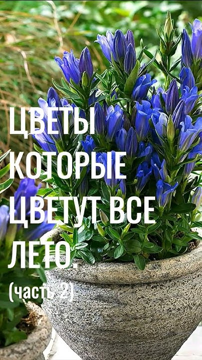 Ч2. КРАСИВЫЕ ЦВЕТЫ которые цветут ВСЕ ЛЕТО. Многолетние САДОВЫЕ ЦВЕТЫ # ...