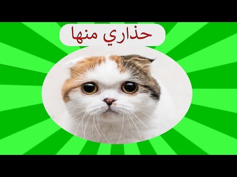 فيديو: كيف تجد قطة هاربة