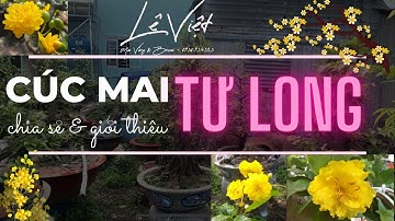 Cúc Mai Tư Long - Chia Sẻ Thực Tế Khi Ghép Vào Phôi  Mai Lớn từ Vườn Mai Tại Sài Gòn (21)