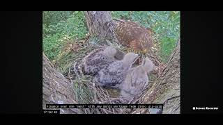 Wake Forest Red Shouldered Hawks 5/10/2024 17:47