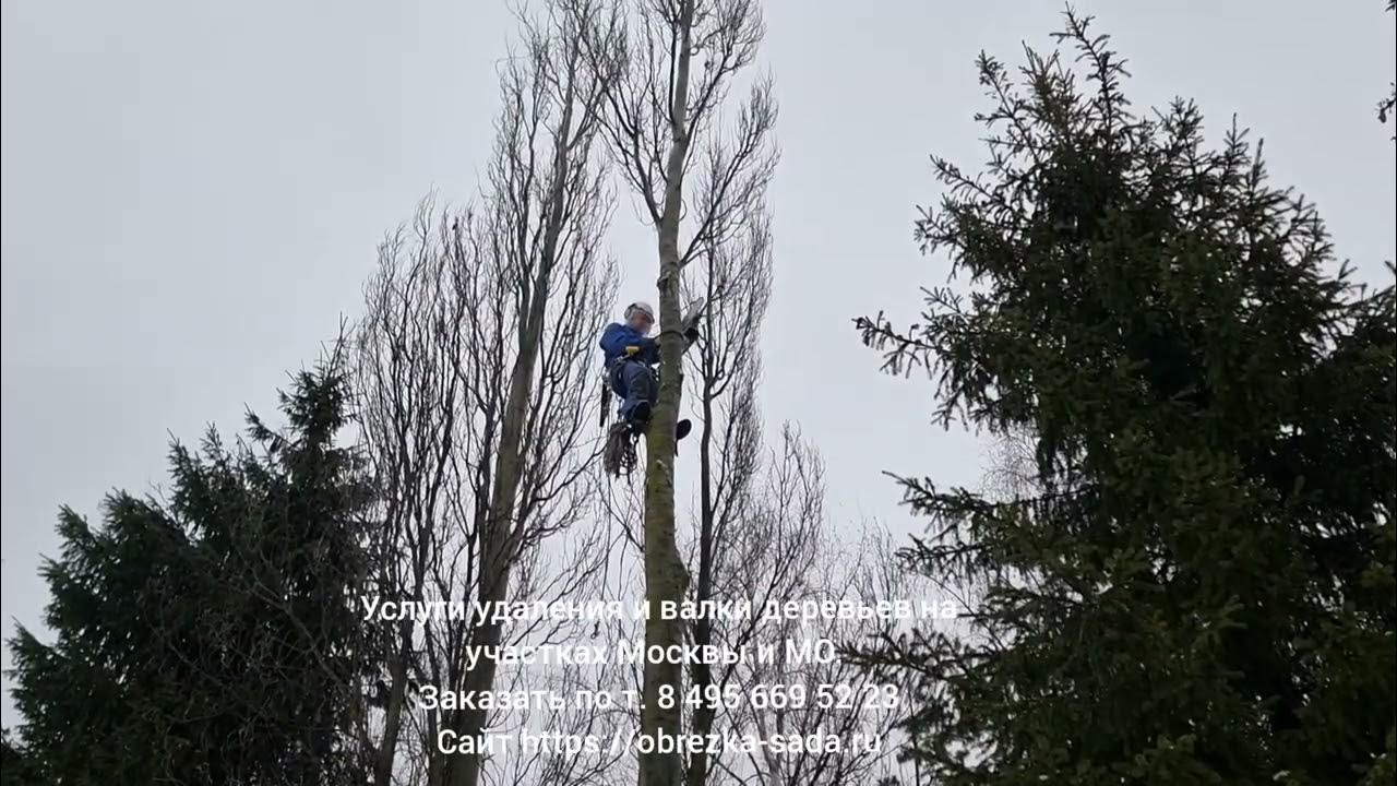 Мастер по обрезке деревьев. Мастер по обрезке деревьев