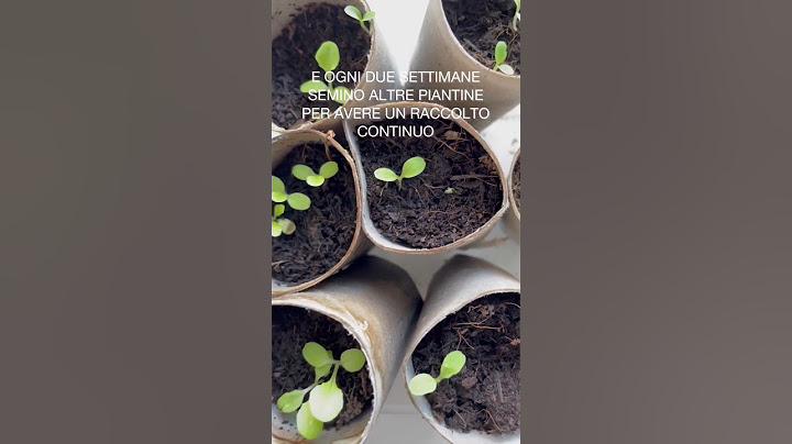 Come coltivare insalata in vaso sul terrazzo: SUCCESSO GARANTITO!