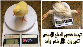 تربية ذكور الدجاج الابيض هايلاين