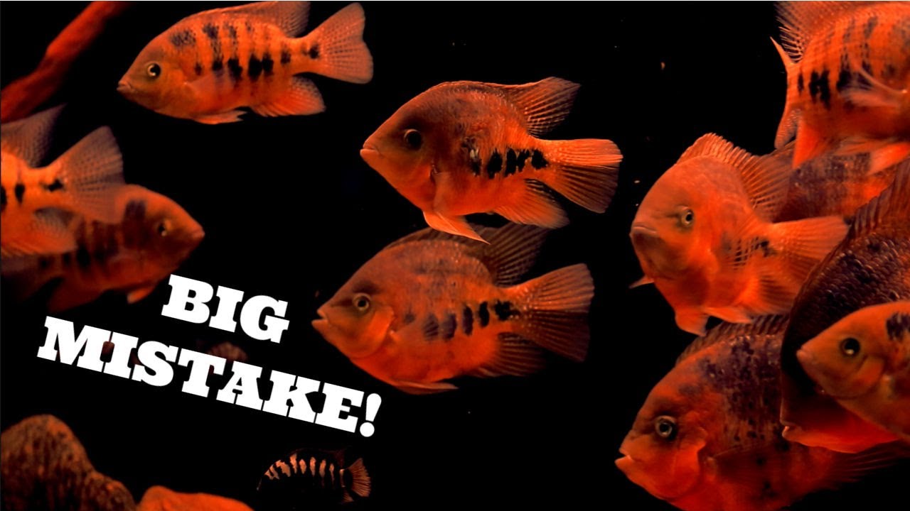 Don't Make This HUGE Aquarium Mistake, Not Quarantining Aquarium Nightmares YouTube