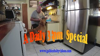 A Daily 3:00 PM Special #goldenretriever by In Memory of Cary Gamble. 22 views 1 year ago 8 minutes, 57 seconds