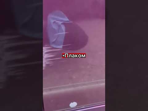 Лучший Лайфхак от перекупов 😱