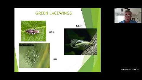 Good Bugs and Bad Bugs