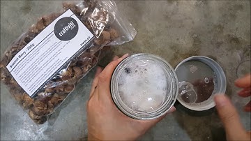 Soapnut Berry - Sapindus mukorossi