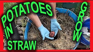 GROW POTATOES in a STRAW filled BARREL