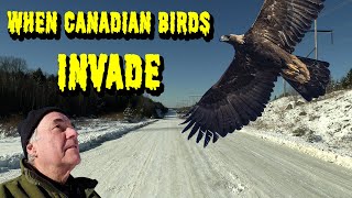 When Canadian Birds INVADE Maine