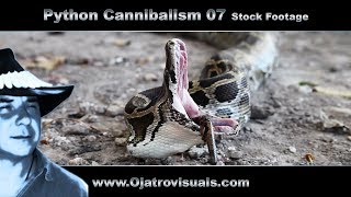 Python Cannibalism 07 Stock Footage
