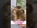 人間の事が好き過ぎて