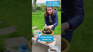 Pond in a pot!
No matter what size your garden, a pond is more achievable than you think.
Click the link to follow the full tutorial!
INSTAGRAM: https://www.instagram.com/silverline_tools/
TWITTER: https://twitter.com/SilverlineTools
FACEBOOK: https://www.facebook.com/SilverlineTo...
BUY THE TOOLS:
http://www.silverlinetools.com
Silverline Tools How To videos are for reference purposes only. Undertaking these projects is entirely at your own risk.
Read safety instructions before operating any power tools and always wear appropriate protection. Pond in a pot!