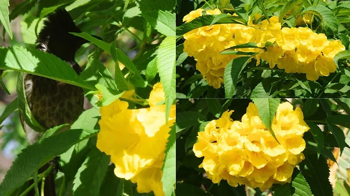 Yellow Trumpetbush | Yellow bells | Yellow Elder |...