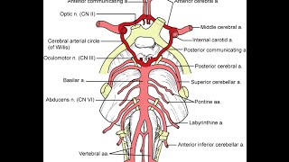 Introduction to skull, meninges, ventricular system and brain