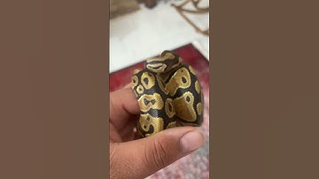 زل زده توی روح آدم 🐍❤️🔥 #مار #ballpython #پایتون #animal#reptile #python #pet #snake #حیوان_خانگی