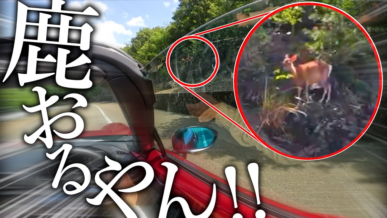 ロードスターで伊勢志摩をドライブしてたはずが謎にサファリパークに迷い込んでいた男がこちらですwwww