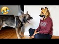 Funny dogs reaction moments  funniest animals  2023  pets island