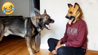 Funny Dogs Reaction Moments  Funniest Animals Video  2023 | Pets Island