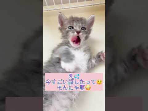 【くるくるパーマの猫ちゃん】ラパーマちゃん自己紹介♥️ 【お問合せ詳細は説明欄に記載あります】 #ブリーダー直販 #ラパーマ #猫 #猫のいる暮らし #子猫 #マンチカン #ラパーマ