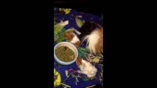 My 2 Baby Guinea Pigs Born On November 4, 2016 In Milan